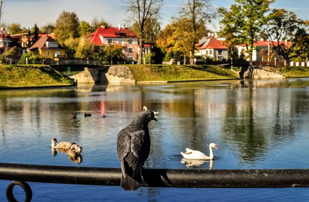 Амаленау Руслан Ш.